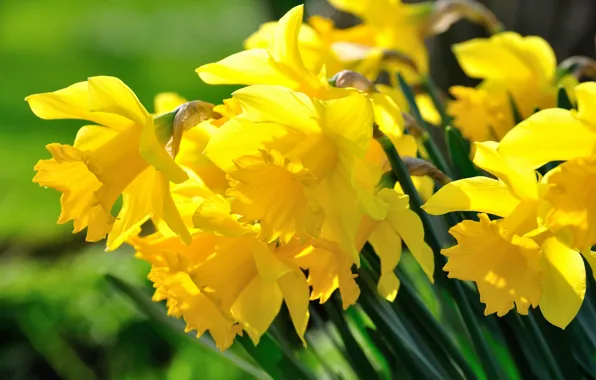 Picture macro, yellow, daffodils