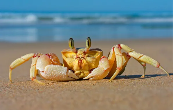 Picture sand, sea, beach, crab