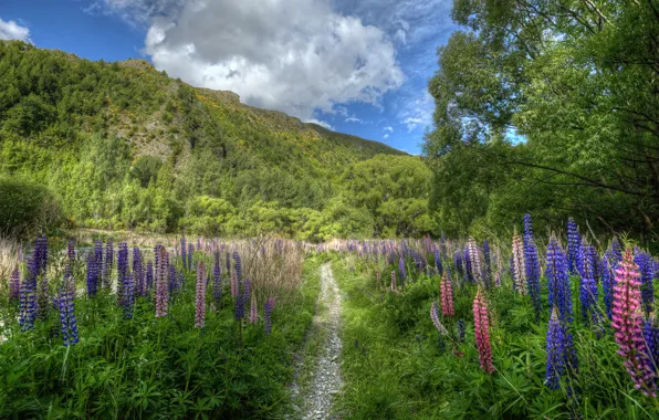 Picture flowers, mountain, New Zealand, path, New Zealand, lupins