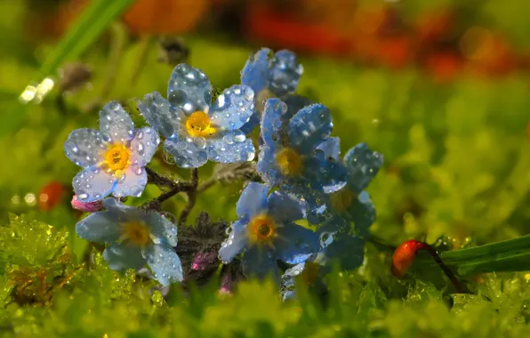Picture drops, macro, blue, Flowers, blue, flowers, macro, forget-me-nots, drops