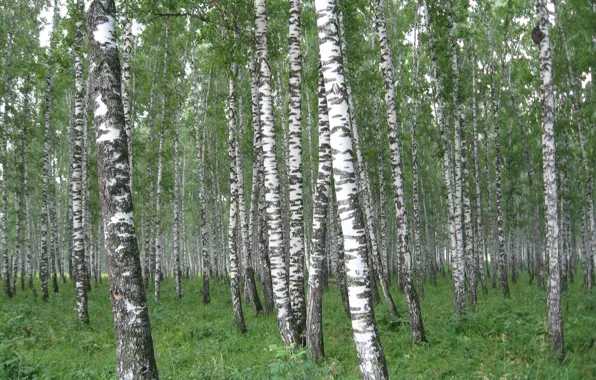 Picture birch, Russia, homeland
