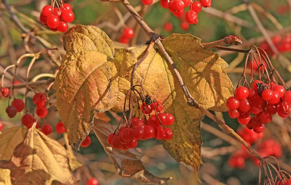 Picture autumn, leaves, berries, Kalina