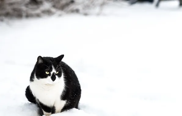 Picture winter, cat, snow, black, white, sitting