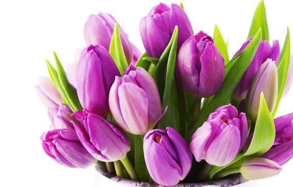 Picture flower, flowers, nature, bouquet, spring, tulips, beautiful, lilac