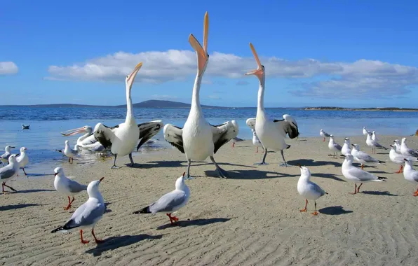 Picture sand, sea, the sky, mountains, birds, shore, dance, Seagull, beak, horizon, dispute, song, Pelican