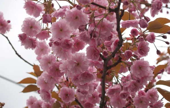 Picture the sky, macro, flowers, tree, branch, tenderness, spring, petals, Sakura, pink