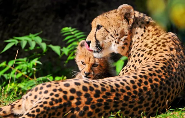Picture stay, Cheetah, kitty, mom, mother, chetach