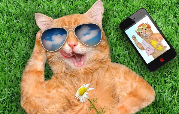 Picture grass, cat, smart phone