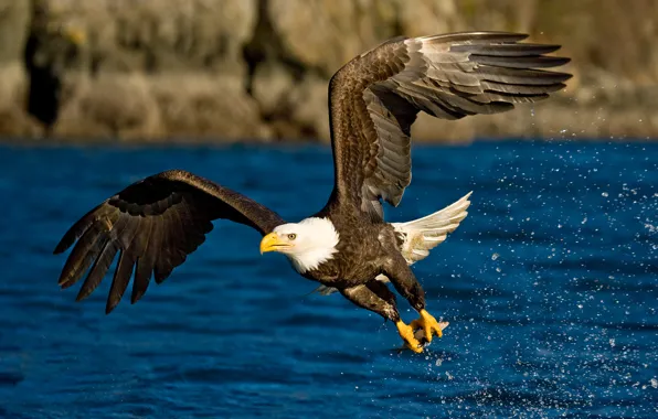 Picture water, flight, squirt, bird, eagle, wings
