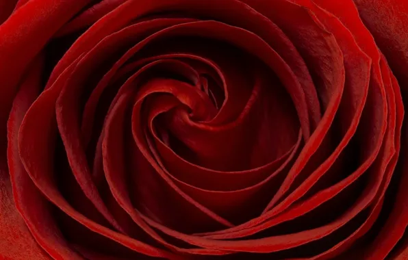 Picture macro, rose, petals, red