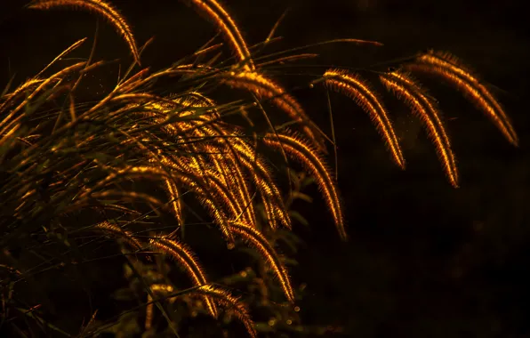 Picture grass, plant, lighting, spikelets