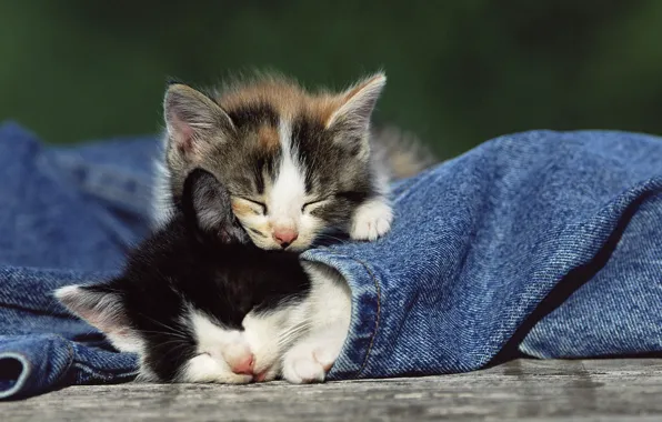 Picture animals, tenderness, jeans, kittens, kids, sleeping kittens
