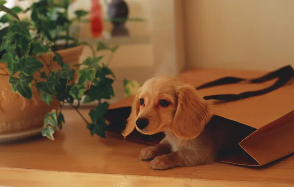 Picture plant, package, puppy