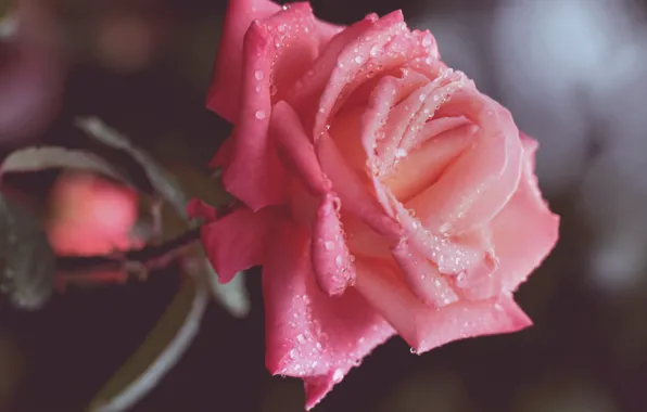Picture flower, drops, macro, pink, rose, petals