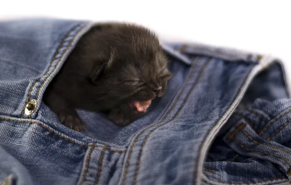 Picture kitty, black, jeans, baby, Cat