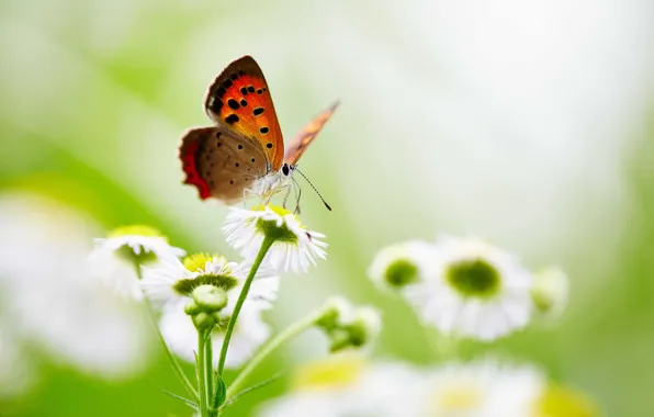 Picture butterfly, flowers, wings, bokeh