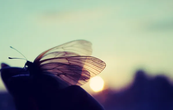Picture the sun, butterfly, sunset, nature, Macro