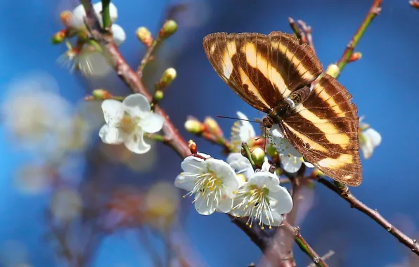 Picture macro, branches, butterfly, spring, flowering, flowers, drain