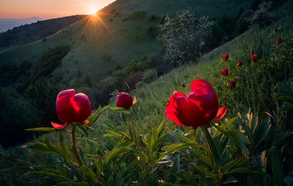 Picture the sun, rays, light, flowers, spring, slope, Bulgaria, wild peonies