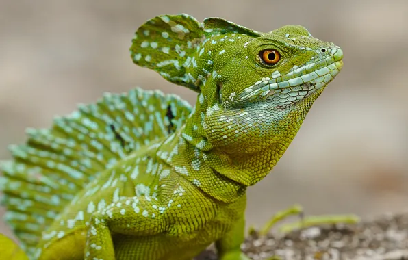 Picture look, eyes, lizard, reptile, Basilisk