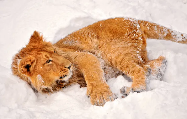 Picture winter, look, snow, lion