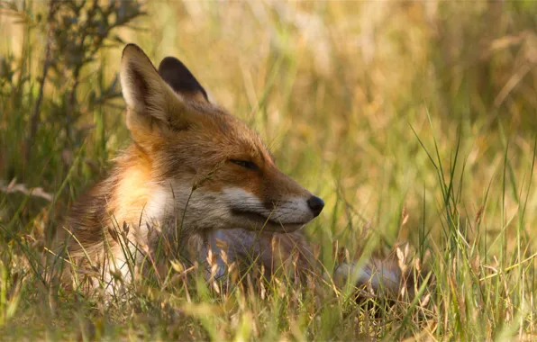 Picture grass, nature, stay, Fox, happy