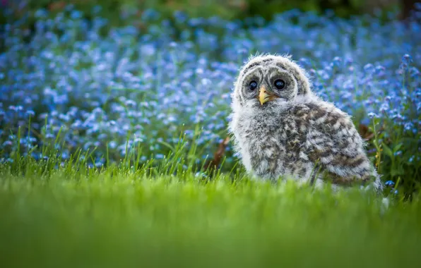 Picture grass, flowers, owl, bird, chick, bokeh, A barred owl