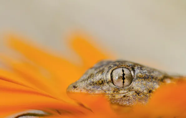 Picture eyes, lizard, head, reptile