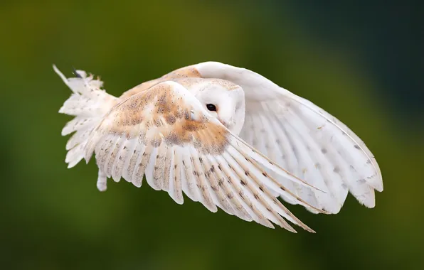 Picture look, flight, owl, bird, wings, feathers, stroke