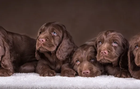 Picture puppies, six, Spaniel, chocolate