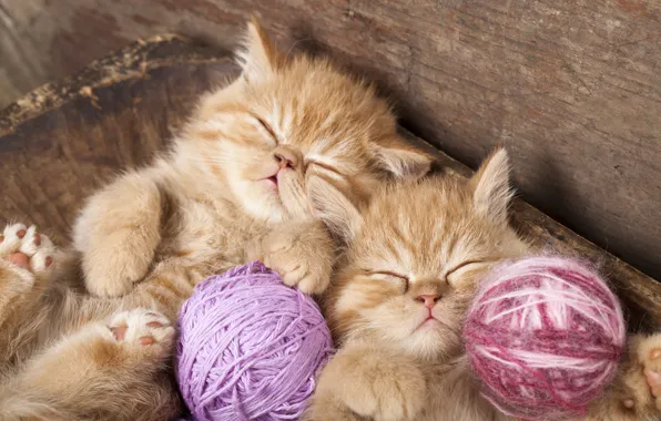 Picture sleep, kittens, red, thread, balls, twins, sleeping