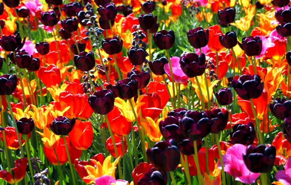Picture flower, flowers, nature, bouquet, spring, petals, tulips, buds, a sea of flowers