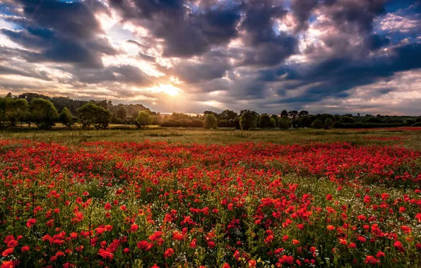 Picture field, clouds, trees, flowers, nature, Maki, red