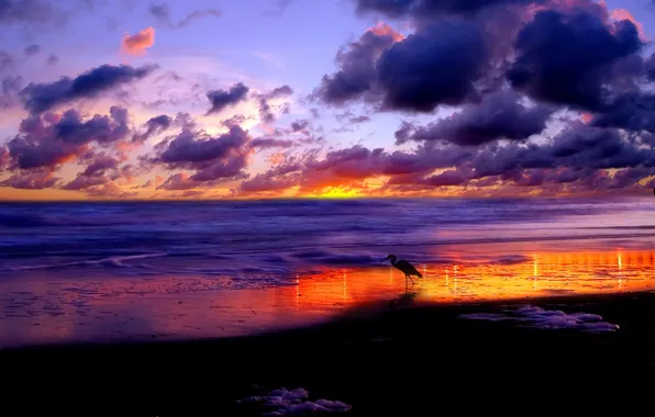 Picture sea, clouds, Sunset, stork