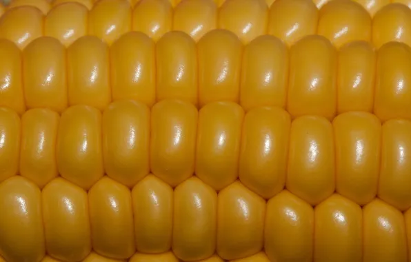 Picture macro, grain, corn, the cob