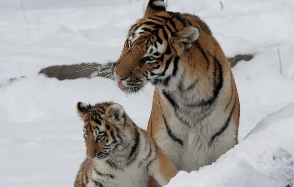 Picture cat, snow, tiger, family, pair, cub, kitty, tigress, tiger, Amur
