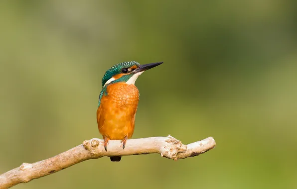 Picture background, bird, branch, Kingfisher, Kingfisher