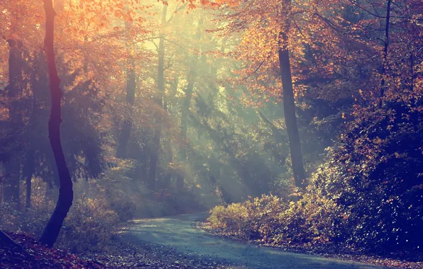 Picture road, autumn, forest, trees, fog, morning
