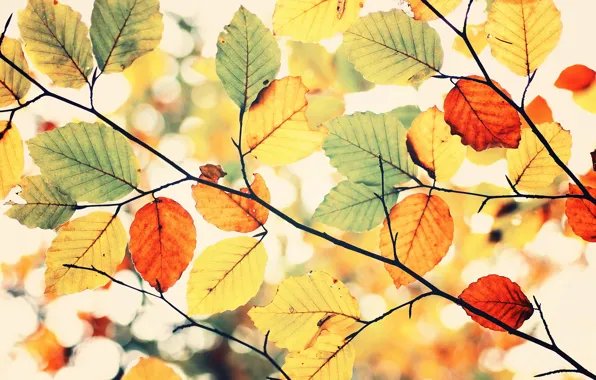 Picture colors, sky, leaves, autumn, Colorful autumn