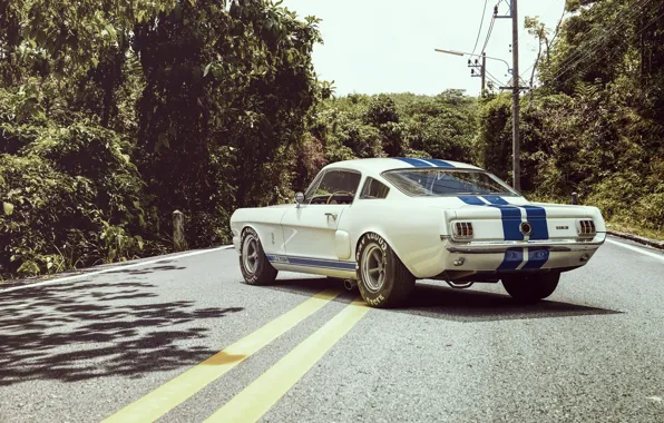Picture Ford, Shelby, Auto, Road, Ford, Muscle, Car, Shelby, Kar, Oil, GT350R