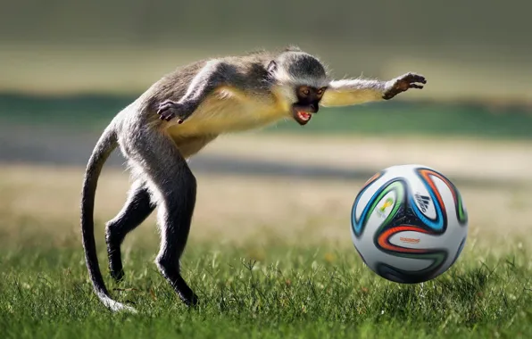 Picture animal, football, the game, the ball, monkey, game, monkey, football, ball, playing