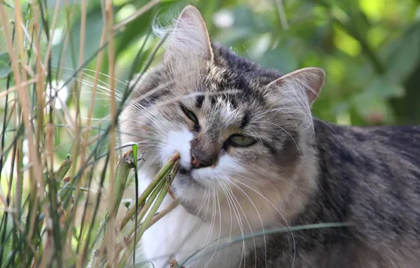 Picture cat, grass, cat, face