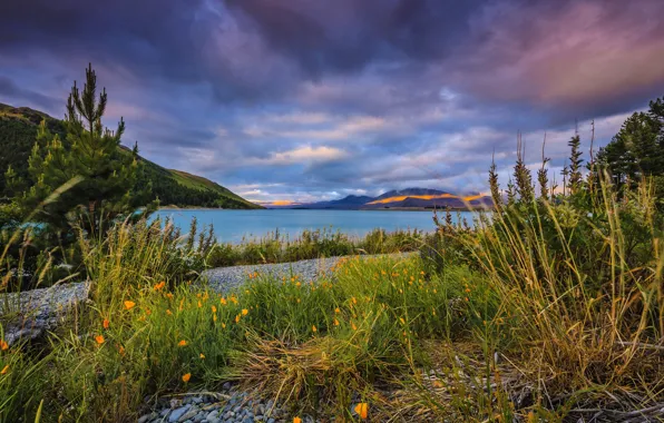 Picture grass, mountains, clouds, lake, shore, New Zealand, pebbles, Lake Tekapo