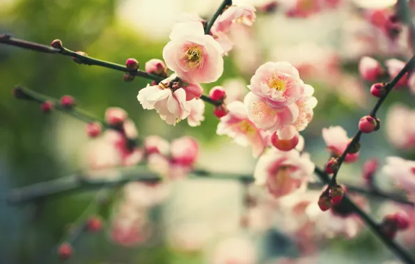 Picture flowers, nature, branch, plant, spring, blur, buds, flowering, bokeh