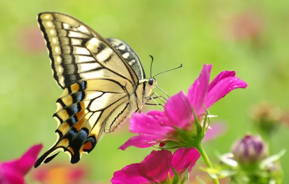 Picture flower, macro, pink, butterfly, beautiful, yellow, butterfly, beauty, colorful
