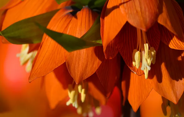 Picture macro, petals, The Imperial fritillary