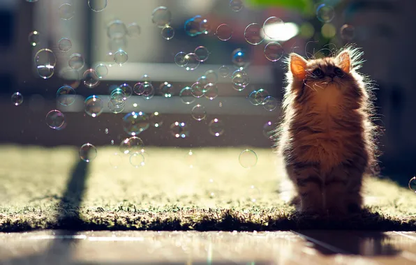 Picture cat, bubbles, Daisy, © Ben Torode, soap