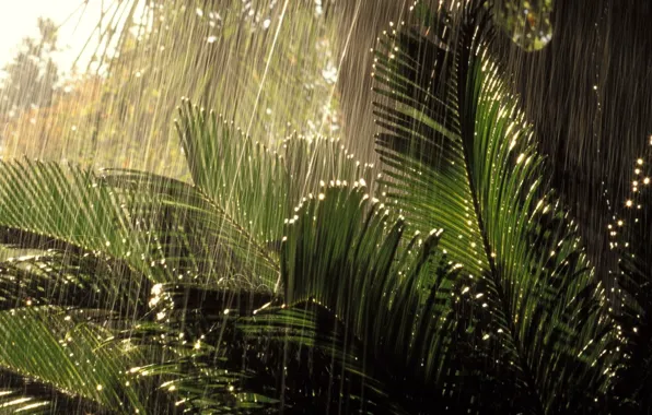 Picture rain, jungle, nature