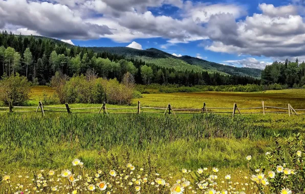 Picture clouds, trees, flowers, mountains, the fence, chamomile, meadow