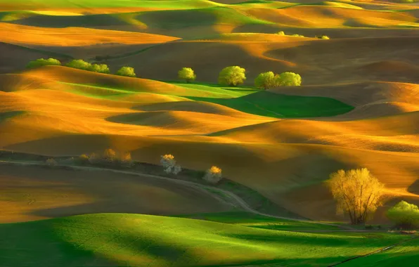 Picture trees, hills, field, spring, May, Washington, USA, carpets, state, Steptoe Butte State Park